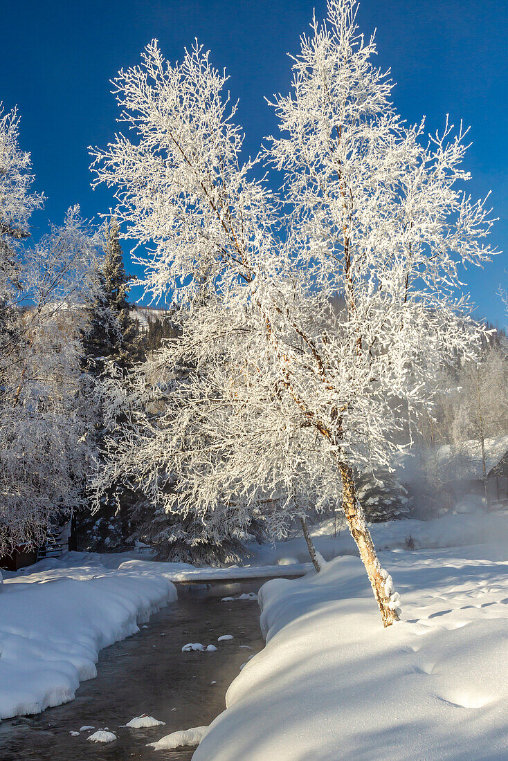 USA, Alaska. Bach und bereifte Bäume im Winter.
