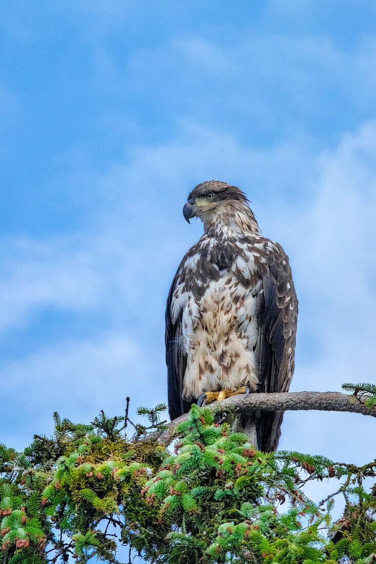 Weißkopfseeadler, Alaska, USA