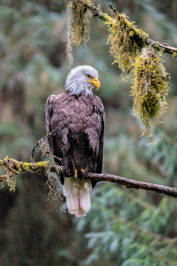 Bald Eagle, Anan Creek, Wrangell, Alaska, USA