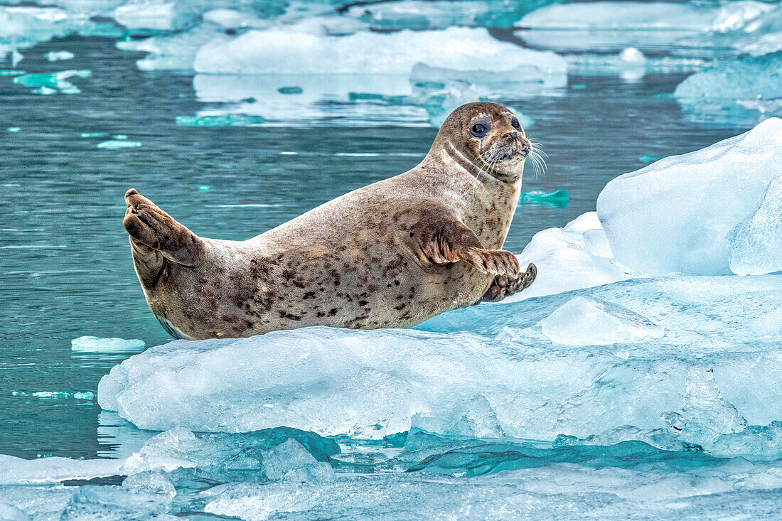 Harbor Seal, LeConte Bay, Alaska, USA