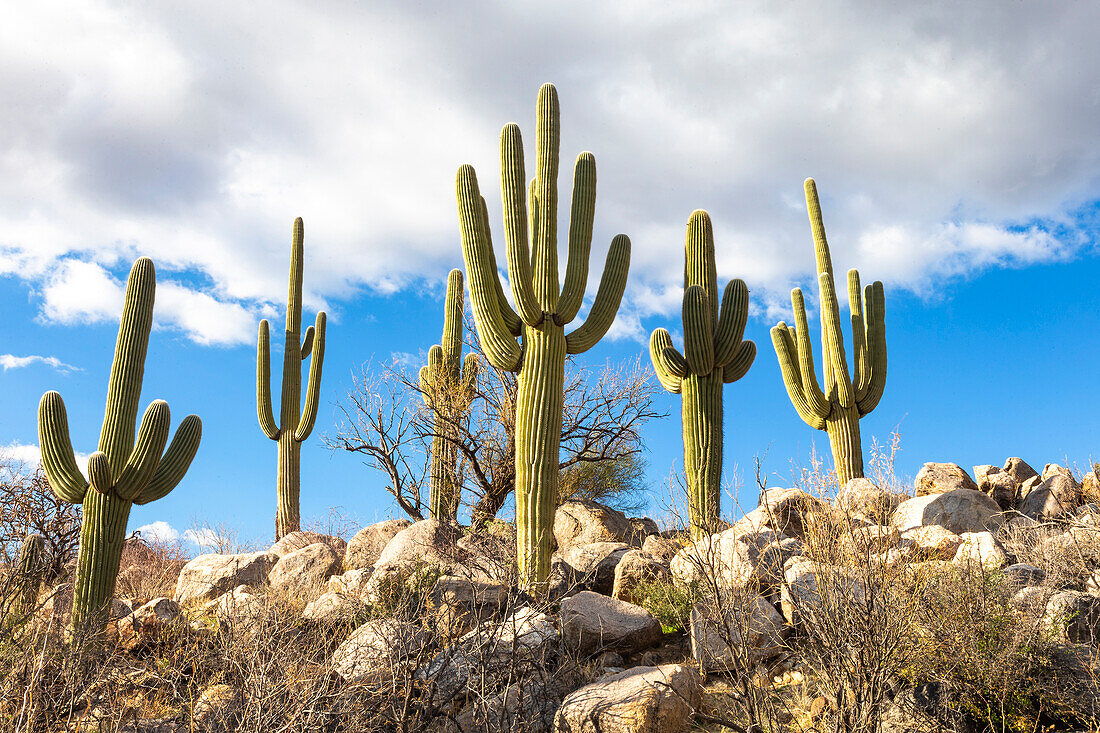 USA, Arizona, Catalina State Park, Saguaro-Kaktus, Carnegiea Gigantea. Der riesige Saguaro-Kaktus akzentuiert die felsige Wüstenlandschaft.