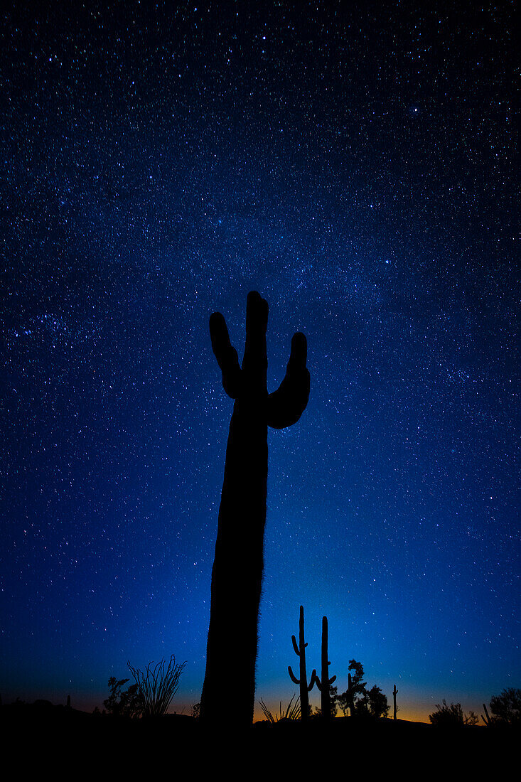 Silhouetten eines riesigen Saguaro-Kaktus am klaren Arizona-Abend