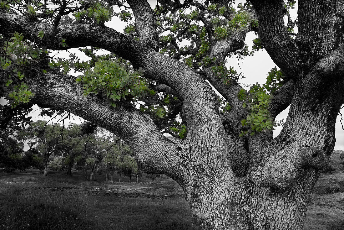 USA, California, North Table Mountain. Gnarled oak tree in meadow.