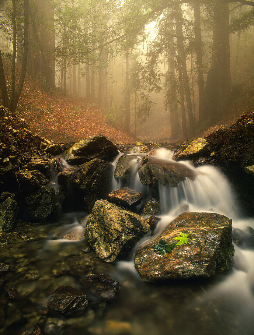 Ein Bach schlängelt sich durch ein nebelgefülltes Tal an der kalifornischen Küste in der Nähe von Big Sur