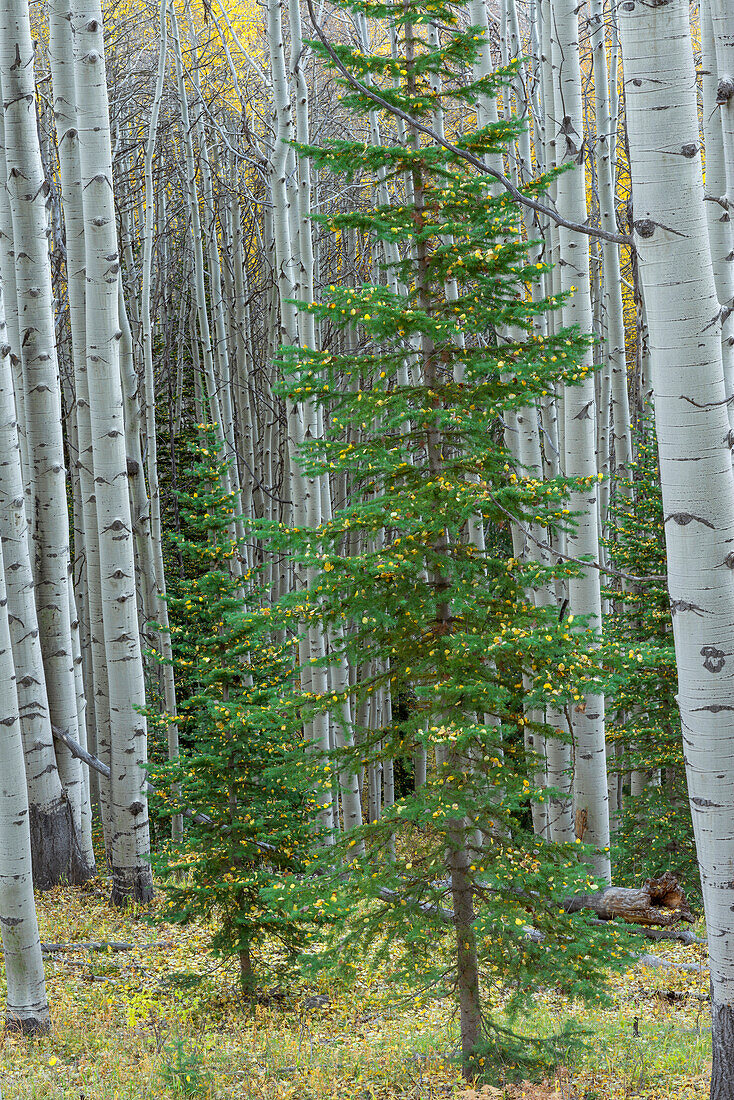 USA, Colorado. Gunnison National Forest, Fichten und Zitterpappelhain mit bunten Blättern und Laub auf Waldboden, West Elk Mountains.