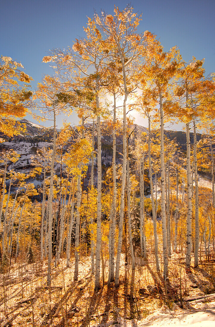 Sonnenaufgang durch schneebedeckte Aspen-Bäume in den Colorado Rocky Mountains