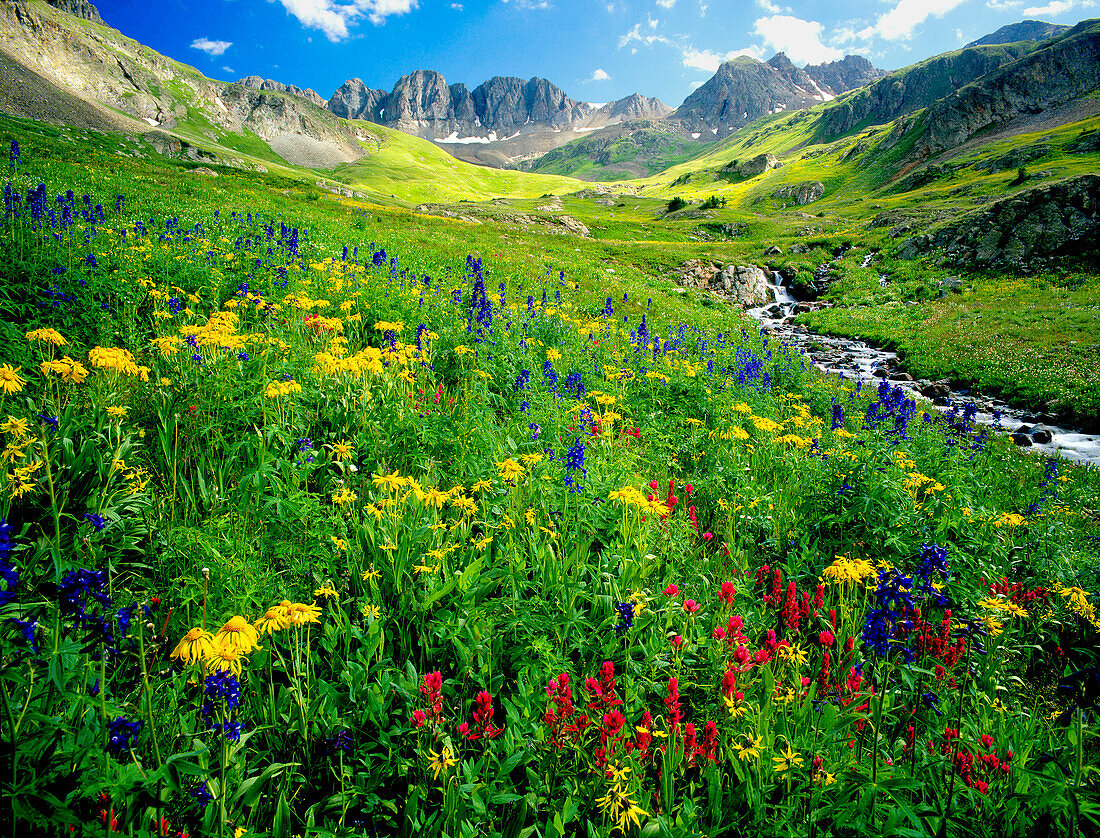 Der Frühling wird mit Wildblumen aus dem amerikanischen Becken in den Colorado Rocky Mountains geschmückt