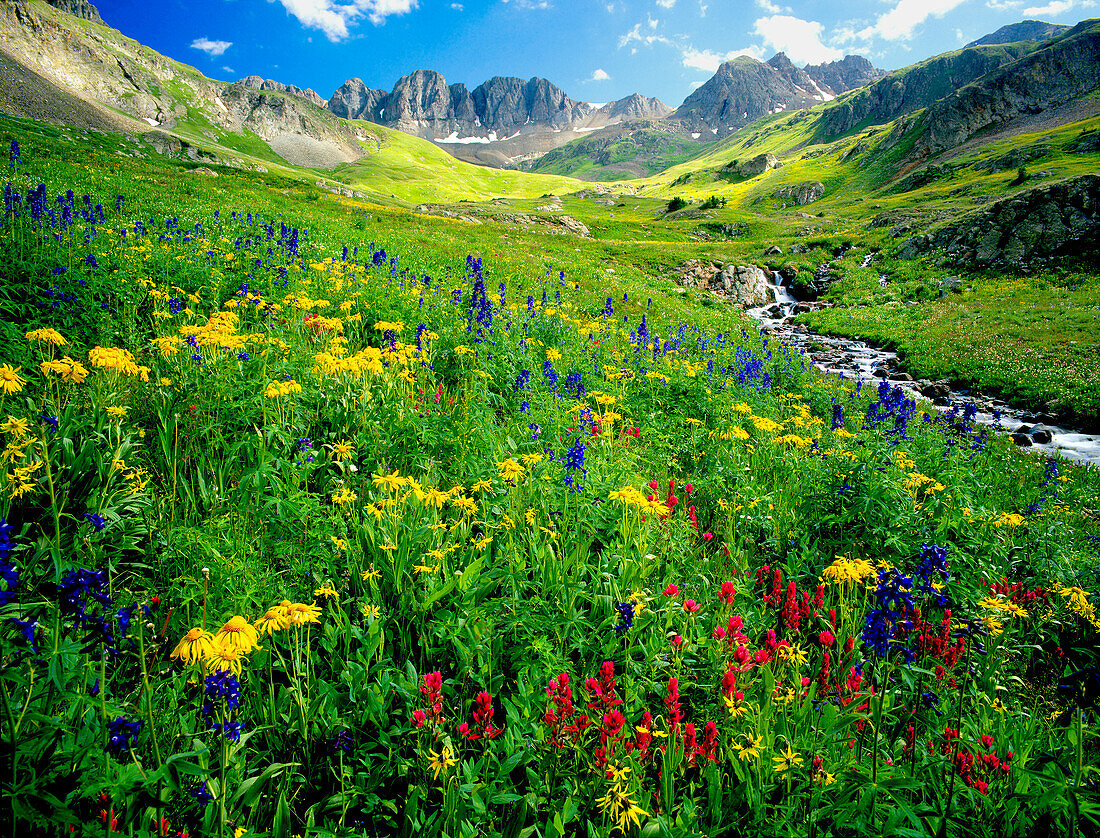 Spring is graced with American Basin wildflowers in the Colorado Rocky Mountains