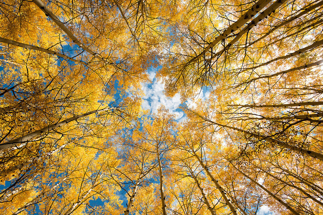 Looking up into yellow Aspen trees in the Colorado Rocky Mountains