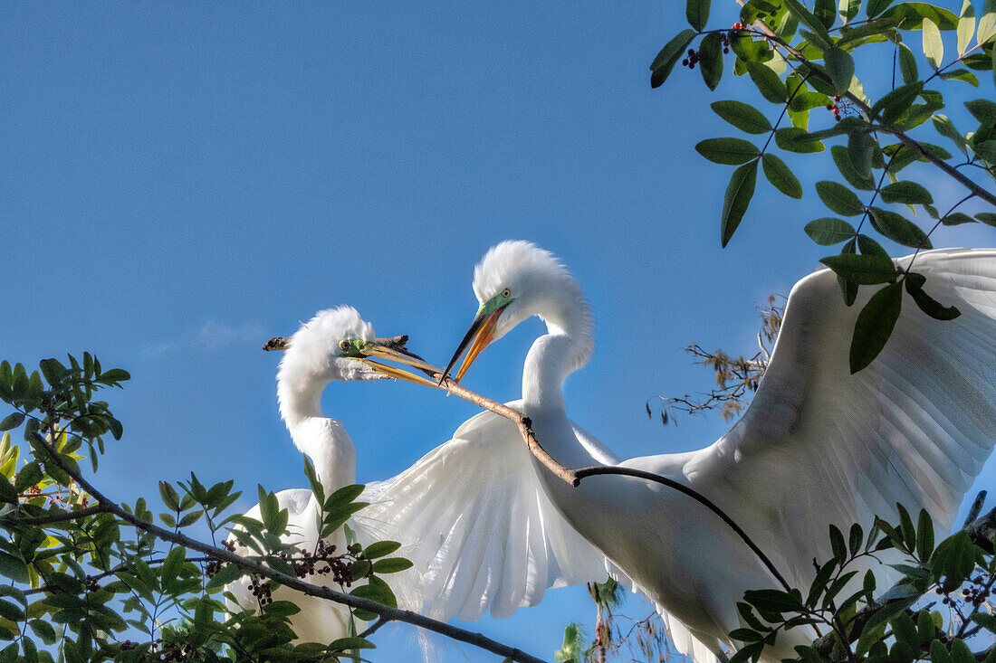 Silberreiher bauen Nest, Florida