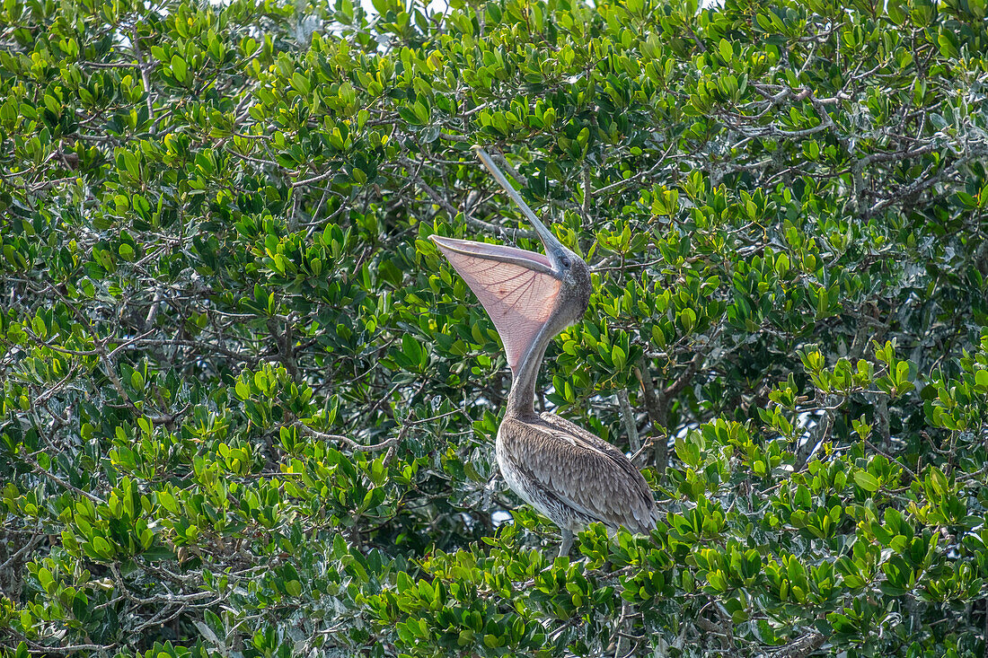Brauner Pelikan auf Kolonie, New Smyrna Beach, Florida, Usa