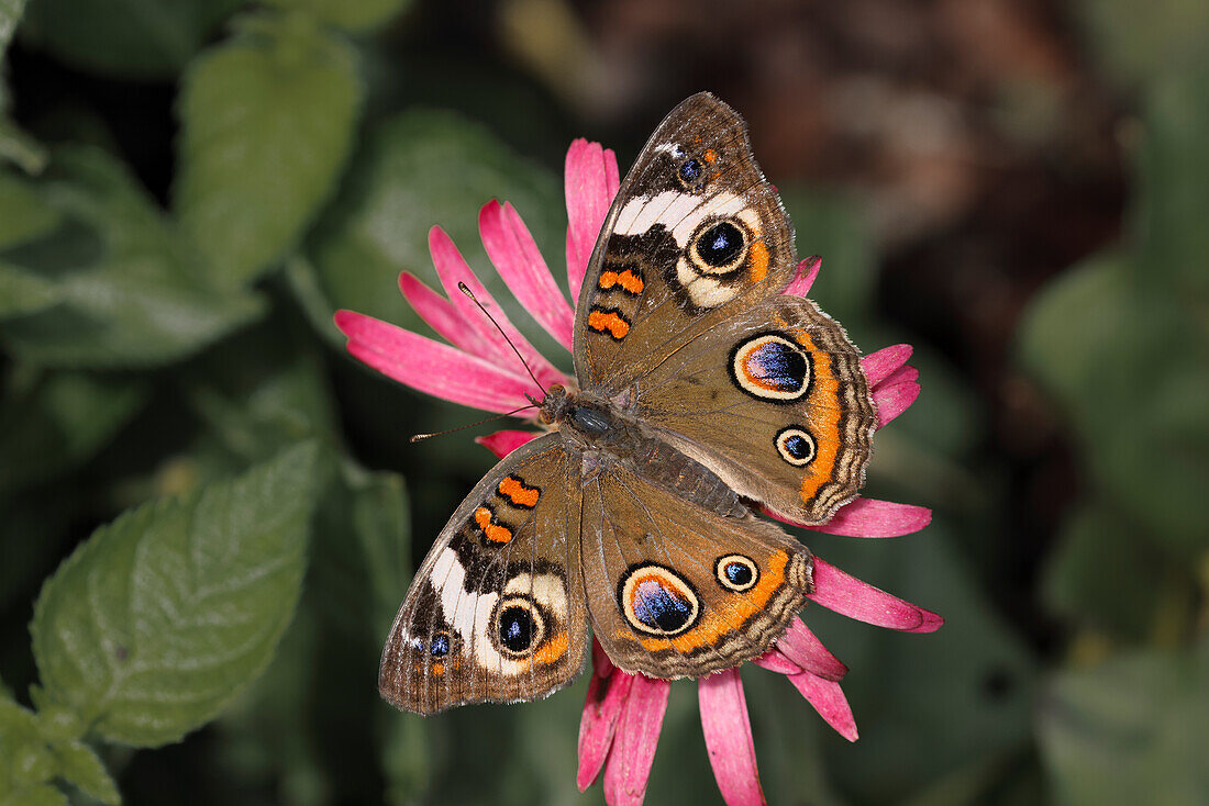 Common Buckeye butterfly, Junonia coenia, Creasey Mahan Nature Preserve, Kentucky