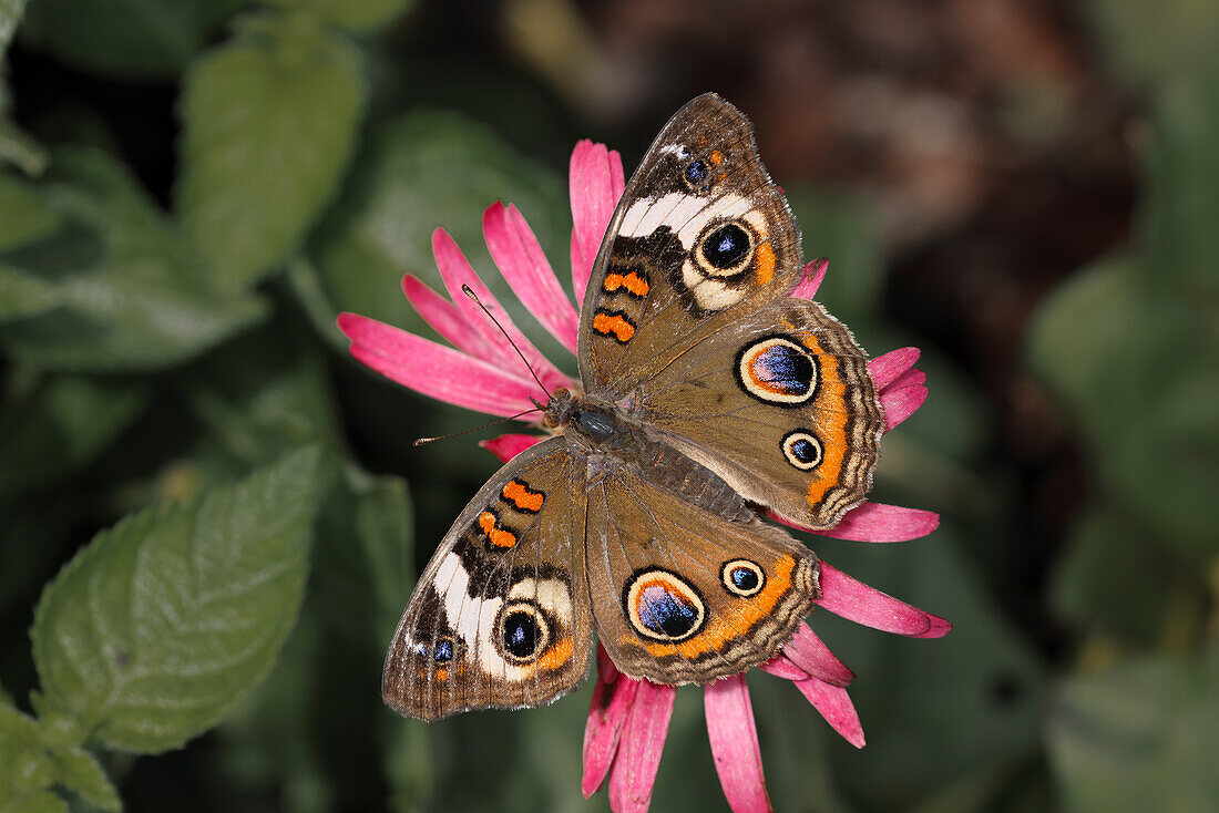 Gemeinsame Rosskastanie Schmetterling, Junonia Coenia, Creasey Mahan Nature Preserve, Kentucky