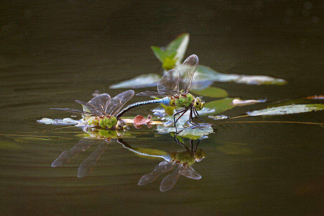 Blue dasher dragonflies mating, Creasey Mahan Nature Preserve, Kentucky