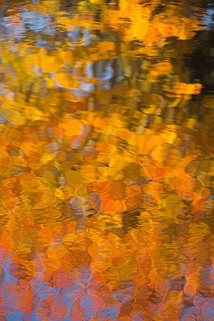 USA, Maine. Abstract reflections in a pond in Acadia National Park.