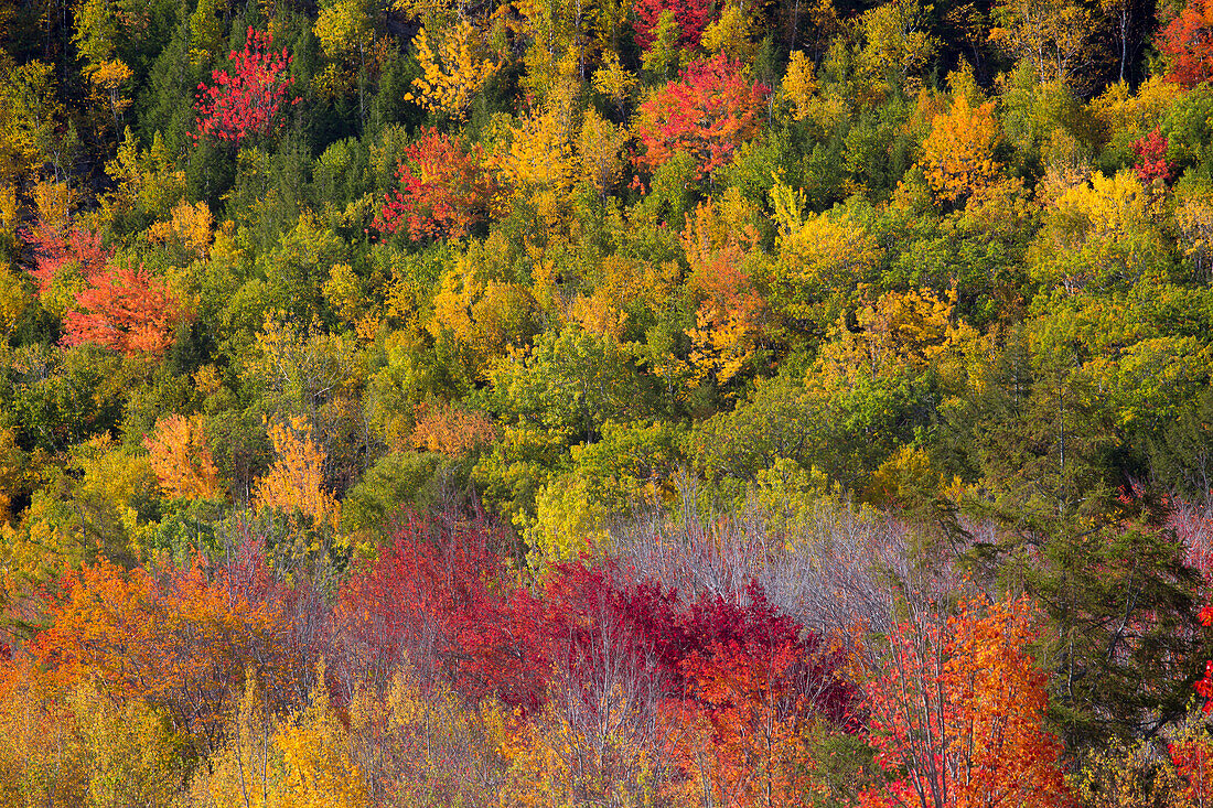 USA, Maine. Fall foliage in Acadia National Park.