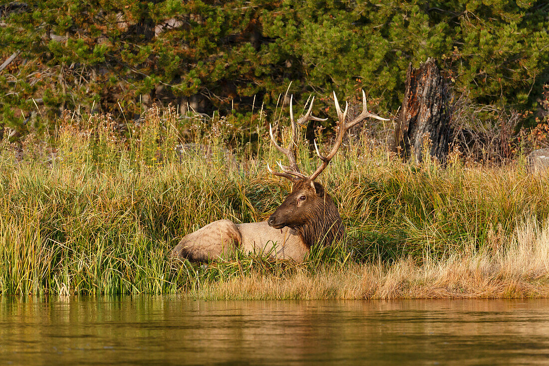 Bull Elk along Madison River, Yellowstone National Park (Montana, Wyoming)