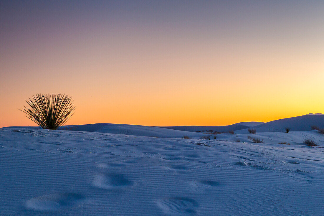 USA, New Mexico, White Sands National Monument, Sunset desert and yucca plant