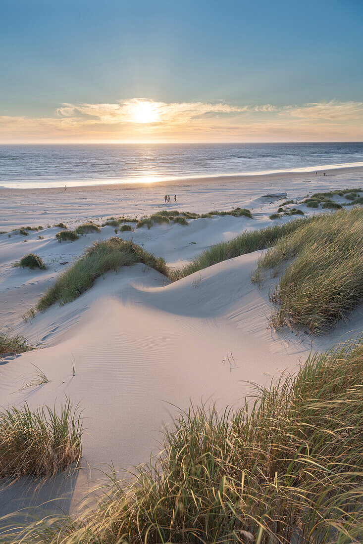 Dunes and dune grass at sunset. Nehalem State Park, Oregon.