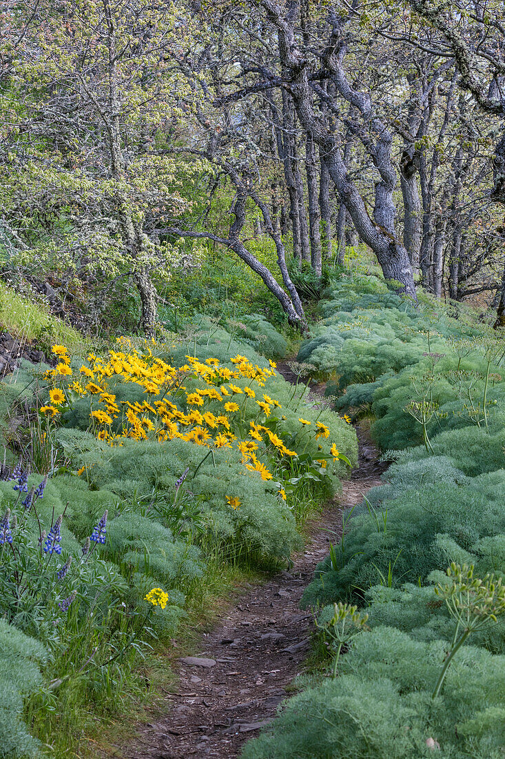 USA, Oregon, Tom McCall Nature Conservancy. Wildflowers lining trail