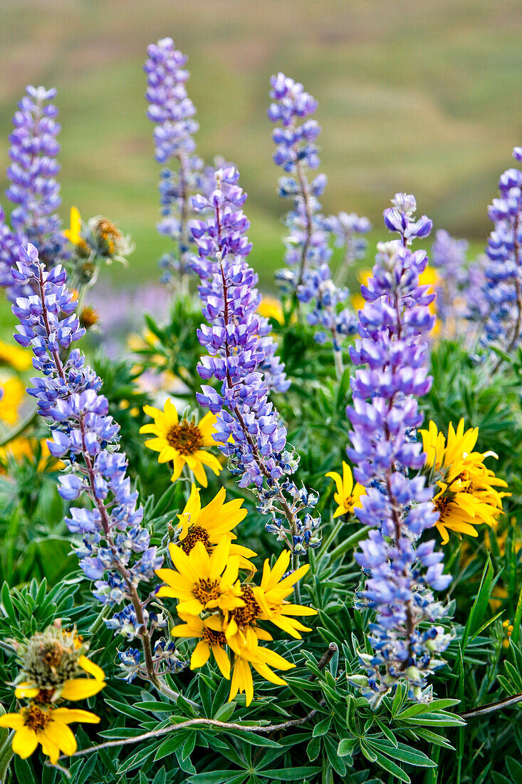 USA, Oregon, Columbia River Gorge, Nahaufnahme von Lupine und Black-Eyed Susan