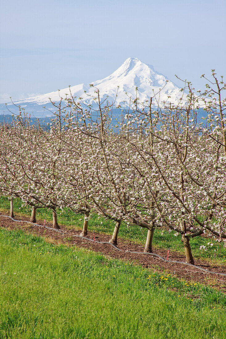 Hood River, Oregon, USA. Apple orchard in bloom with snow-covered Mount Hood in the background.