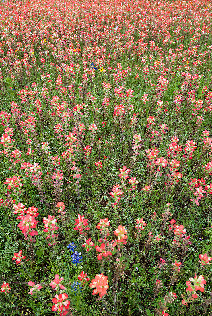 USA, Texas, Llano County. Bereich der Wildblumen des indischen Pinsels.