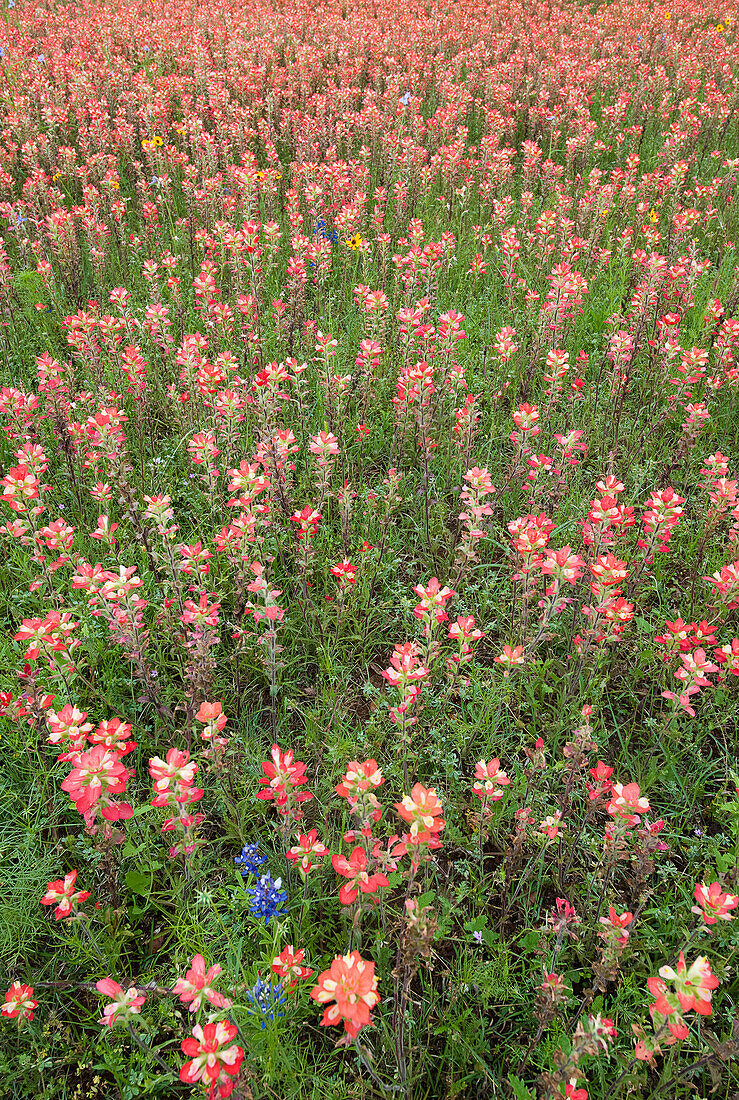USA, Texas, Llano County. Field of Indian paintbrush wildflowers.