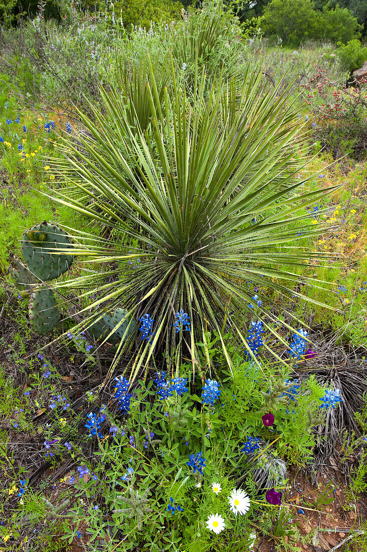 USA, Texas, Llano County. Scenic with bluebonnets and dagger plant agave.