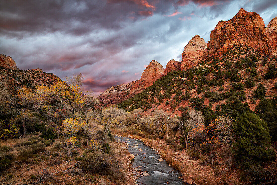 USA, Utah, Zion National Park, A fiery sunset lights up Zion's Virgin River and cottonwood trees