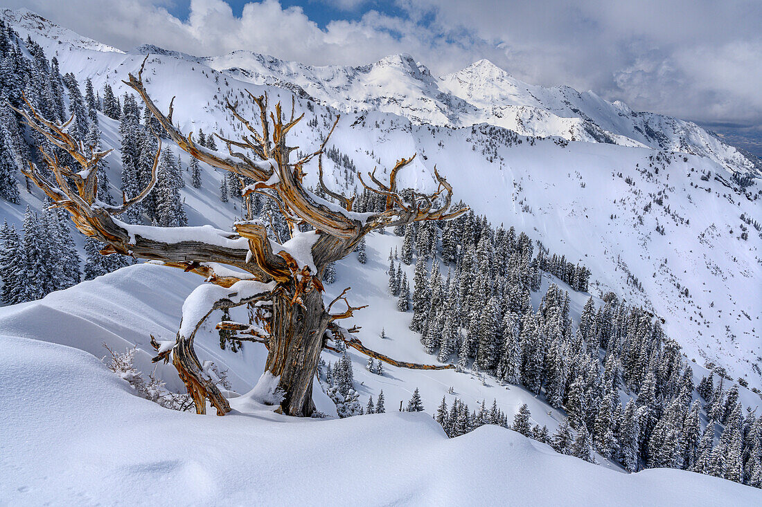 USA, Utah, Ancient Limber pine on ridge during winter Big Cottonwood Canyon near Salt Lake City and Alta