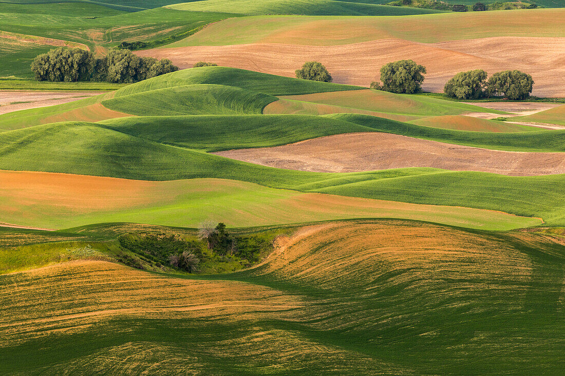 Sanfte Hügel mit aufstrebenden Weizenernten im Frühjahr, erhöhter Blick vom Steptoe Butte State Park im Osten Washingtons.