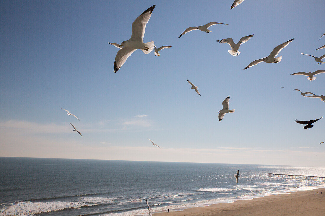 Virginia Beach, Virginia. Herde von Möwen fliegen über einen Strand