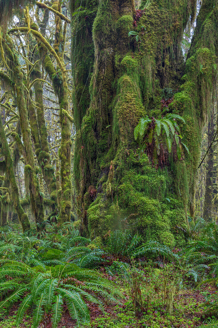 Moosiger üppiger Wald entlang des Maple Glade Trail im Quinault Rainforest im Olympic National Park, Washington State, USA