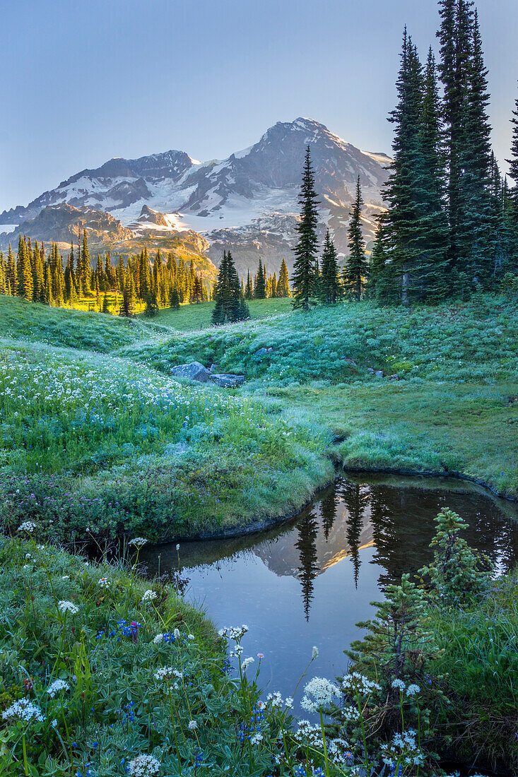 USA. Washington State. Mt. Rainier reflected in tarn amid wildflowers at Indian Henry's Hunting Ground, Mt. Rainier National Park.