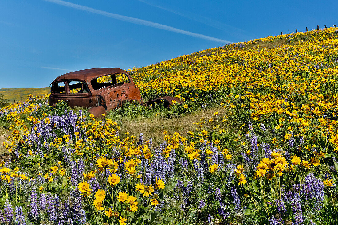 Altes verlassenes Auto, Frühlingsblüte mit Massenfeldern von Lupine, Arrow Leaf Balsamroot in der Nähe von Dalles Mountain Ranch State Park, Washington State