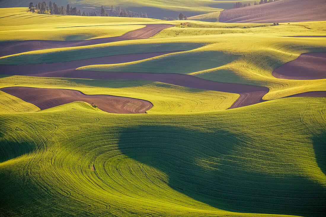 USA, Washington State, Palouse, Aerial, Rolling farmland