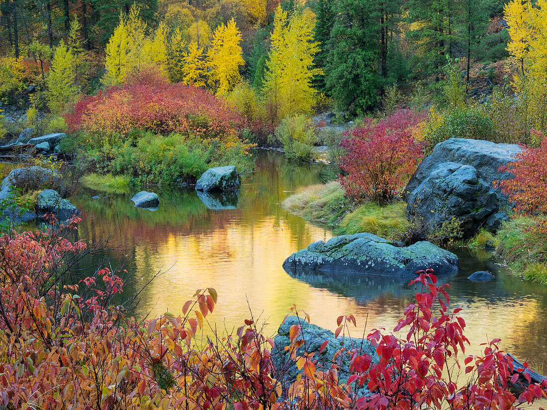 WA, Tumwater Canyon, Herbstreflexion