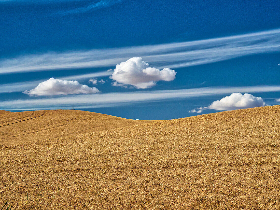 USA, Washington State, Palouse. Large clouds over fields of wheat at harvest