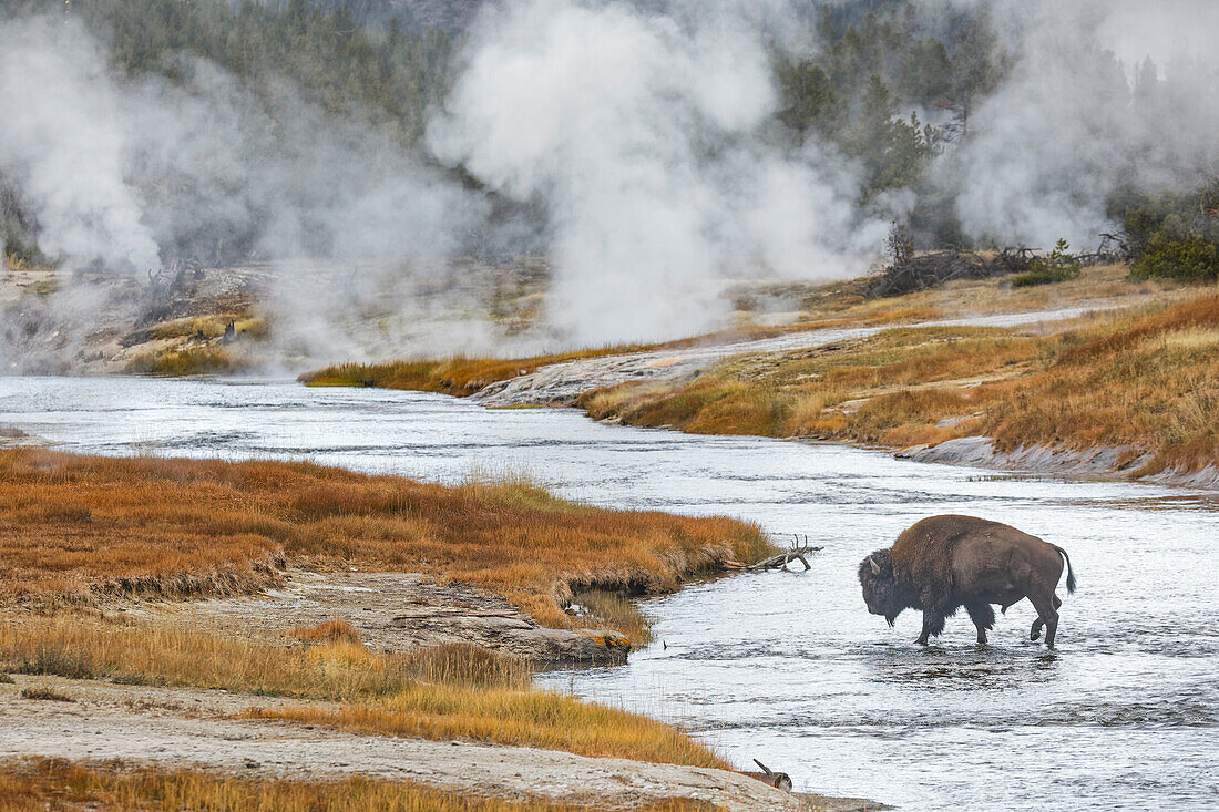 Amerikanischer Bison, Überquerung des Firehole River, Upper Geyser Basin, Yellowstone National Park, Wyoming