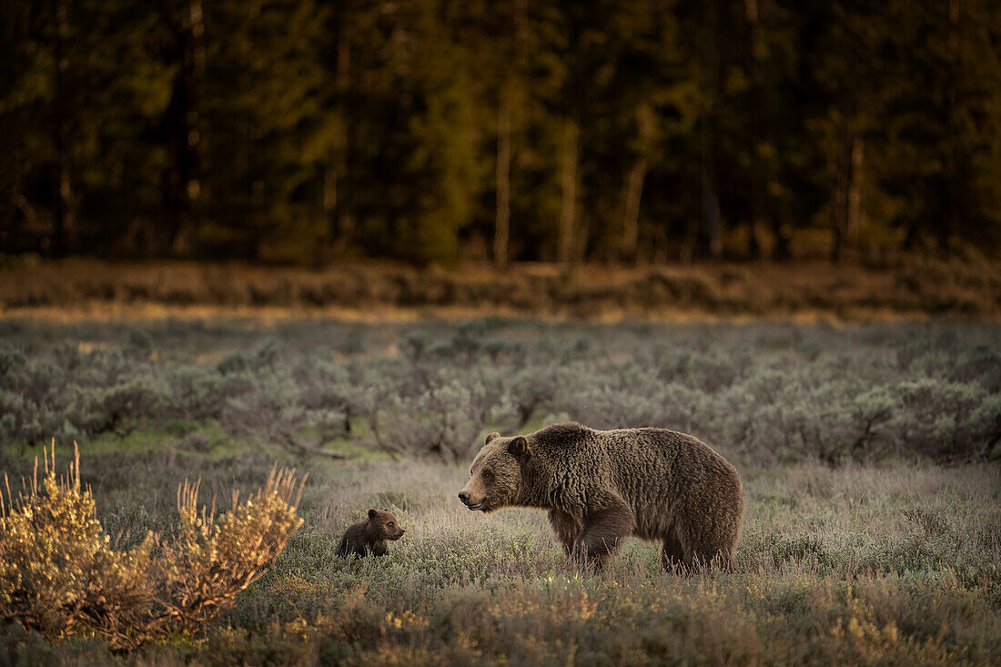 USA, Wyoming, Grand-Teton-Nationalpark. Weibliche Grizzlybärenmutter mit Jungtier.