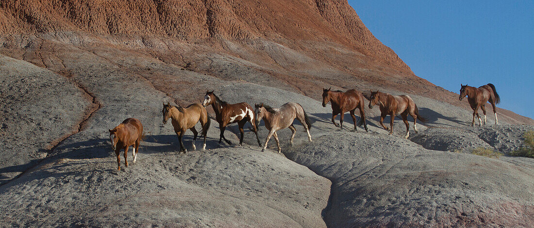 USA, Wyoming, Shell, The Hideout Ranch, Pferde zu Fuß am Hang (PR)