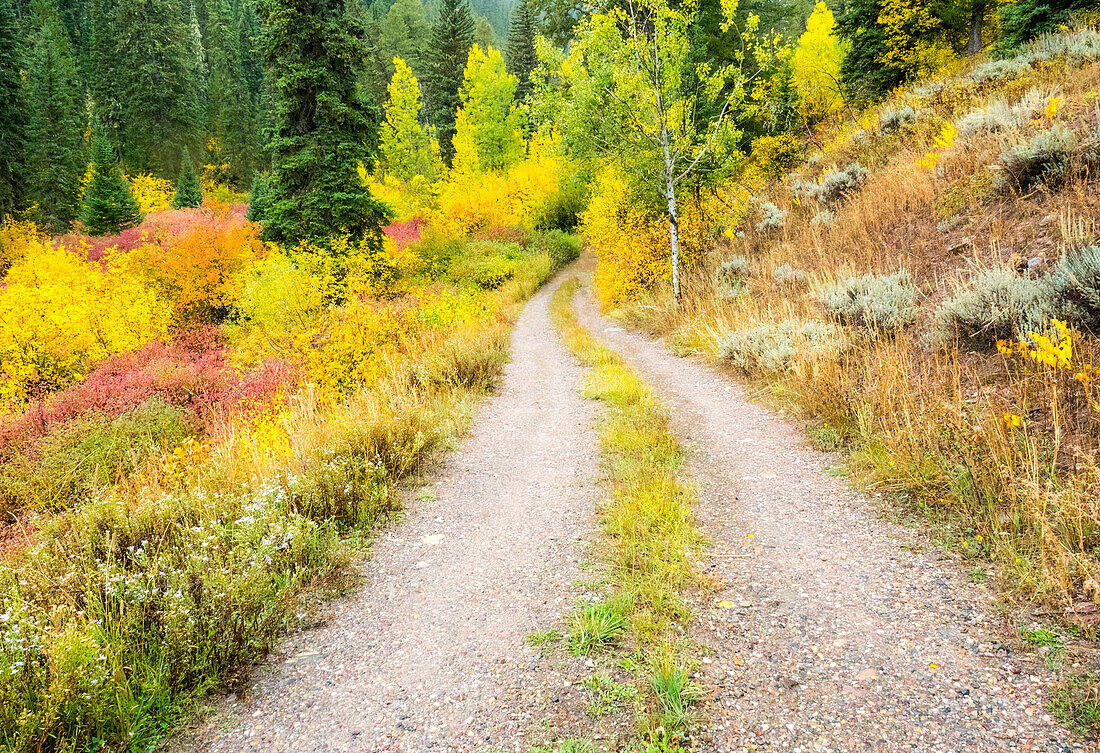 USA, Wyoming, Hoback fall colors along Highway 89 and gravel road, with Dogwood, Willow, Evergreens, Aspens