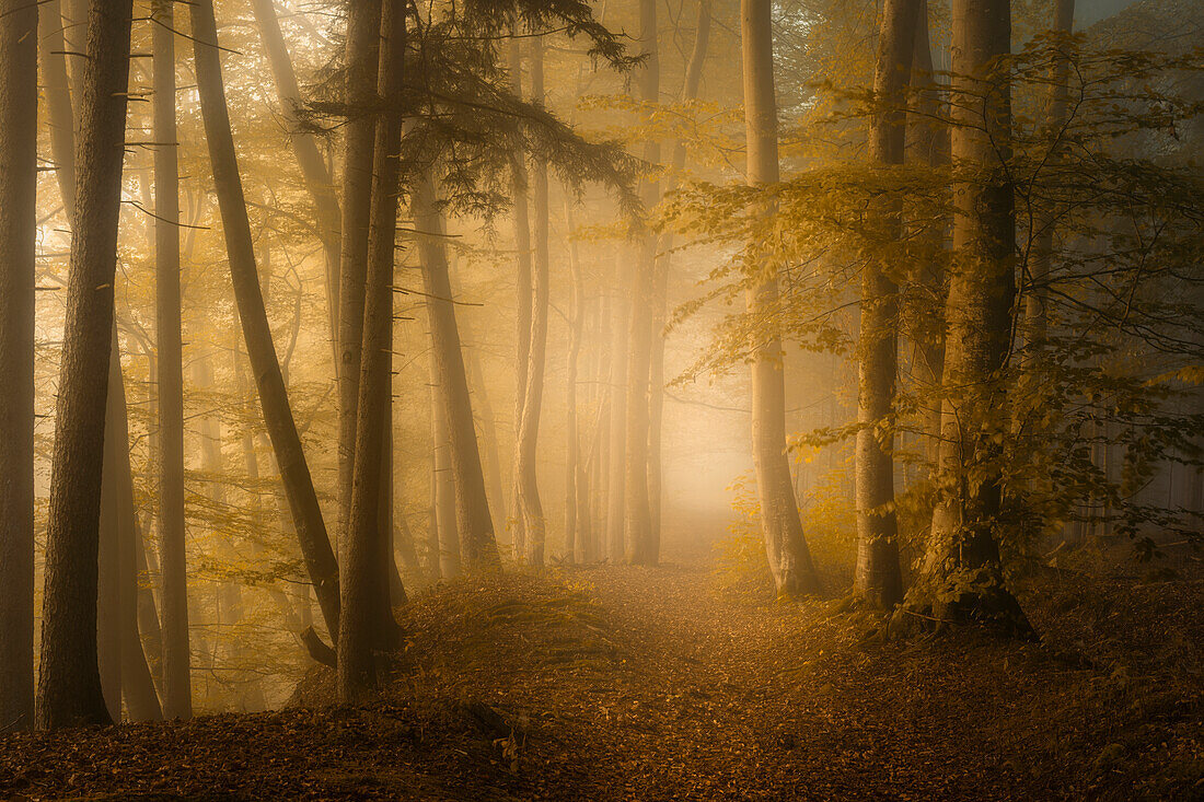 Foggy autumn morning in a beech forest south of Munich, Bavaria, Germany, Europe