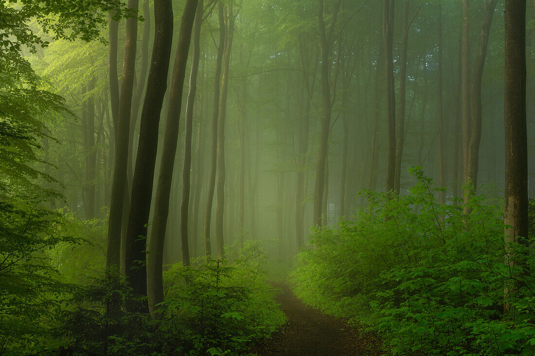 Mysterious spring morning in Buchenwald, Bavaria, Germany, Europe