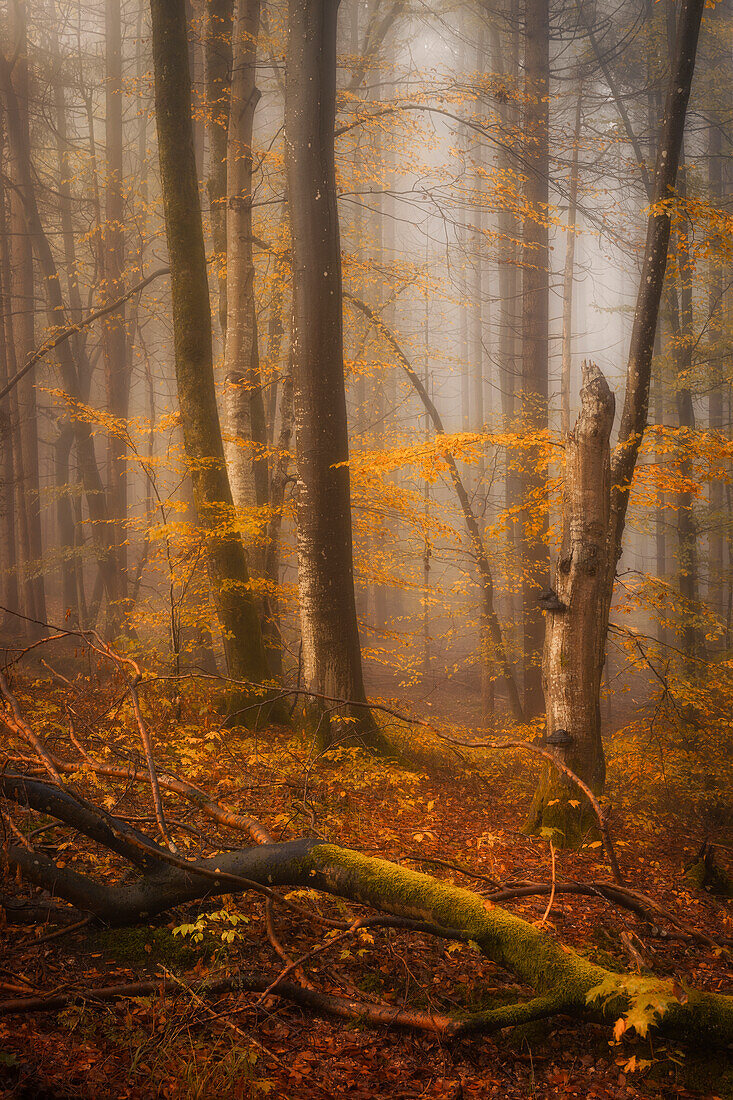 Nebliger Herbstmorgen im einem Buchenwald südlich von München, Bayern, Deutschland, Europa