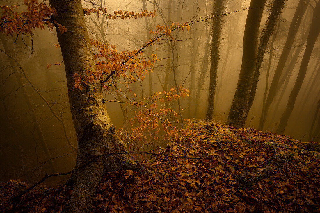 Nebliger Herbstmorgen im einem Buchenwald südlich von München, Bayern, Deutschland, Europa