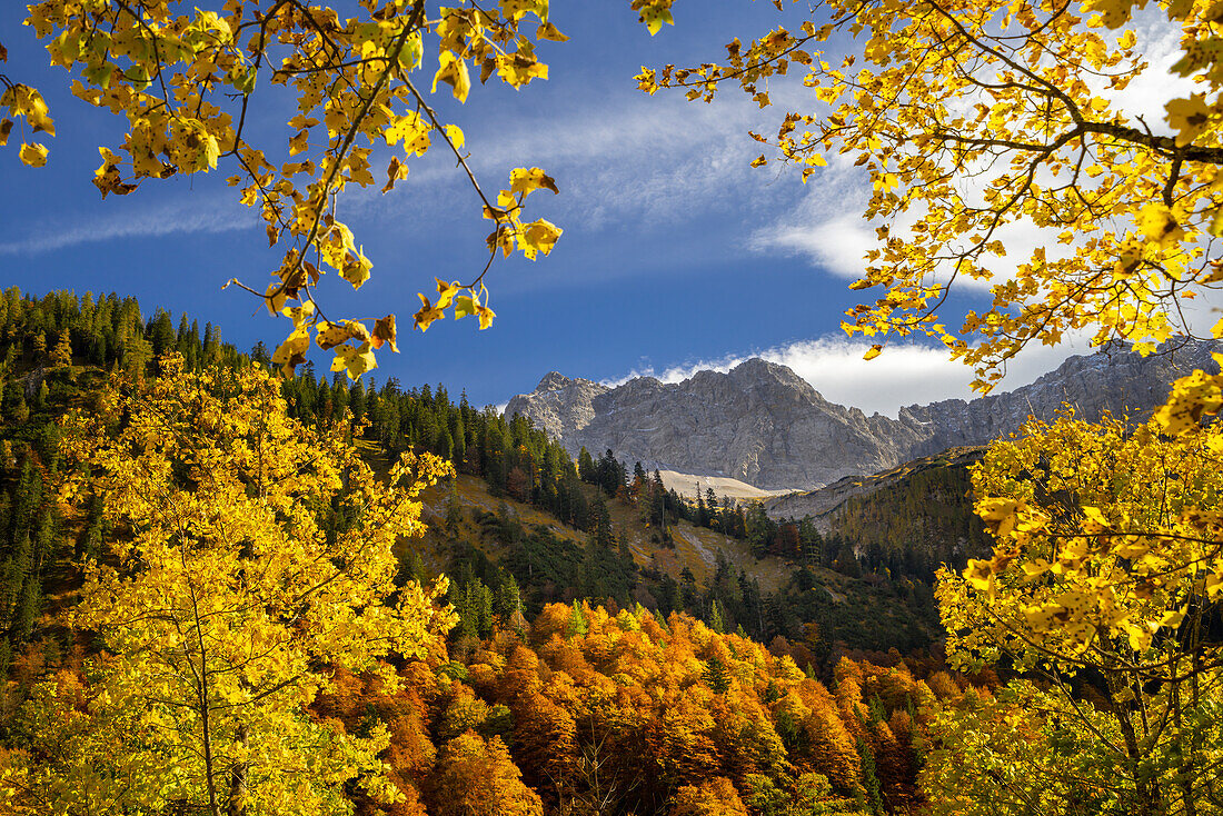 Bergwald oberhalb vom Großen Ahornboden an einem goldenen Herbsttag, Karwendel, Großer Ahornboden, Karwendel, Tirol, Österreich