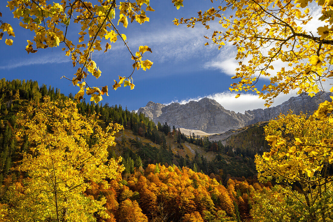 Mountain forest above the Großer Ahornboden on a golden autumn day, Karwendel, Großer Ahornboden, Karwendel, Tirol, Austria