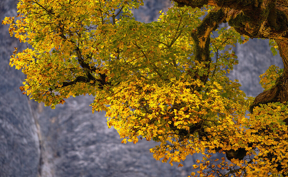Bergahorn im Herbst, Eng Alm, Hinterriß, Karwendel, Tirol, Österreich